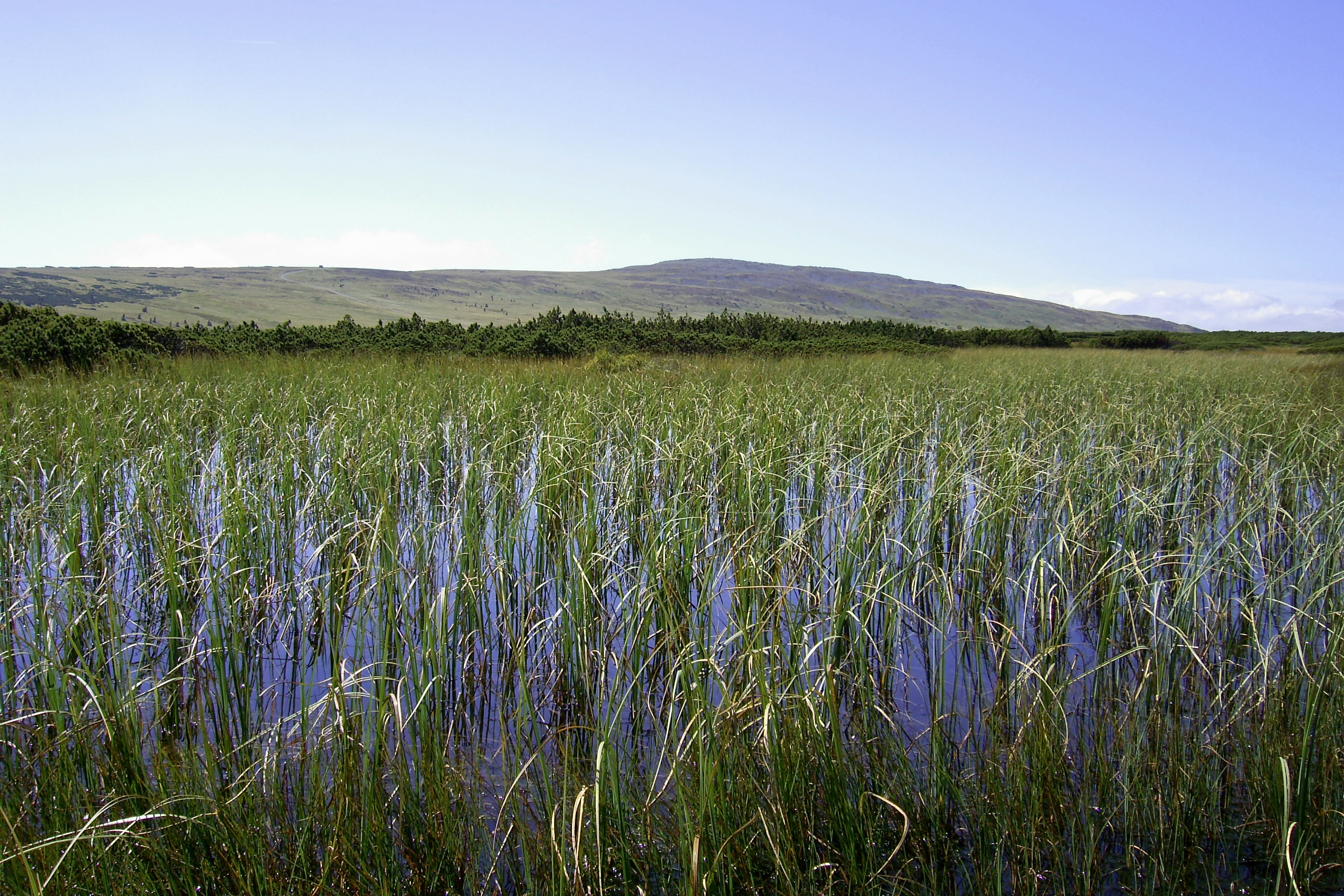 Peatbog on Równia below Śnieżka Mt